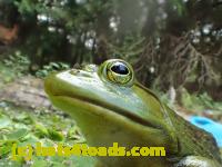 /home//u458753944/public_html/sourcegallery////Frogs/Bullfrogs 2016-08 Ontario/P8120044.JPG